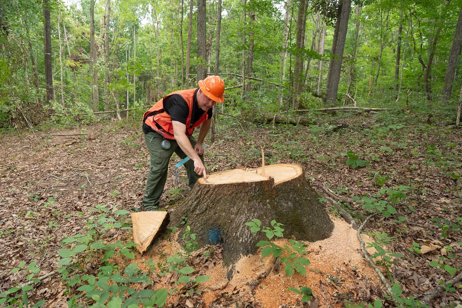 James McDaniel examining a recently cut tree stump in the forst