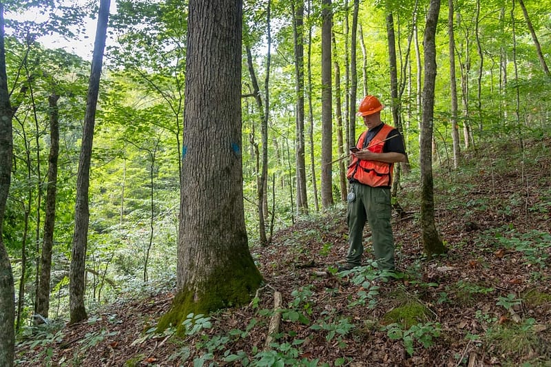 man in hard hat and safety vest in a forest evaluating the trees for selling timber