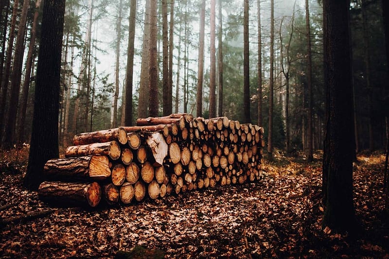Cut logs in a forest to be sold